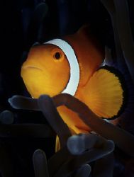 clown fish,f100 and single strobe by Gregory Grant 